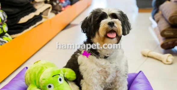 فروش لوازم سگ و گربه قلاده و تجهیزات نگهداری در تهران